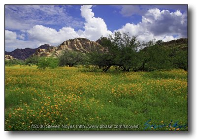 Arizona : Dragoon Poppy Valley