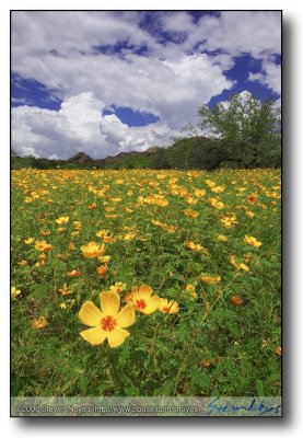 The Dragoon Mountains/Northern AZ : Poppy and Brown Eyed Susan