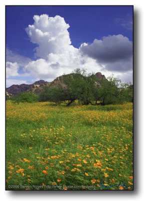 The Building Monsoon with Poppy field : Arizona