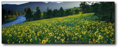 Northern AZ : Field of Brown Eyed Susan flowers