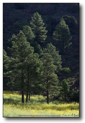 Northern AZ : Early Light