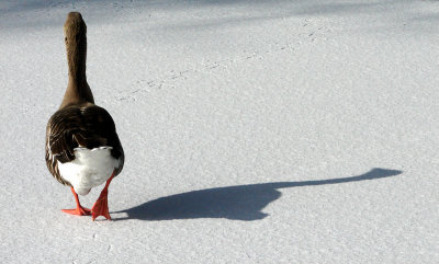 A Walk On The White Side