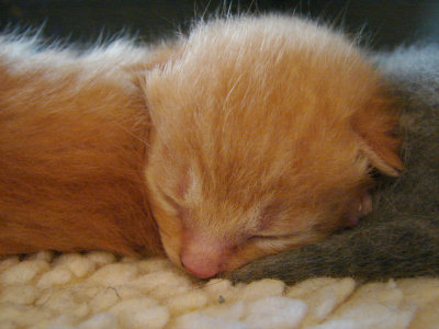 Soft Kitty, warm kittly, little ball of fur...