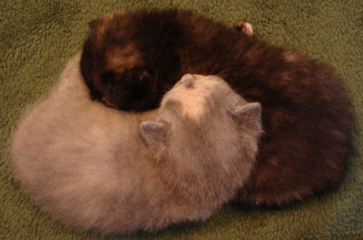 The Yin and Yang of Kittendom