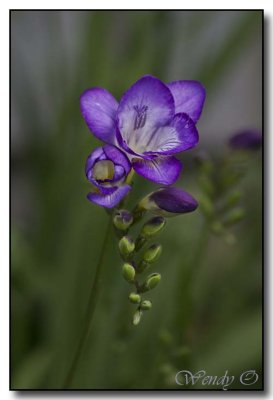 Freesia