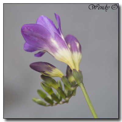 Freesia