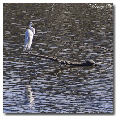Egret with Turtle