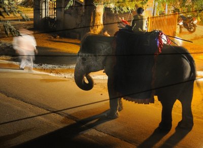 9912 Nightime Wedding Elephant.jpg