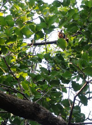0126 Hunt the Squirrel - 3.jpg