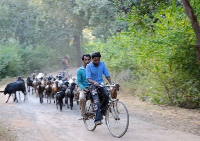 0136 Goats amok upon da road.jpg