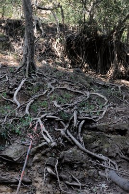 Gnarly Trees