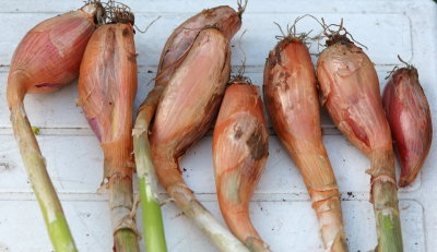 2935-Banana shallots.jpg