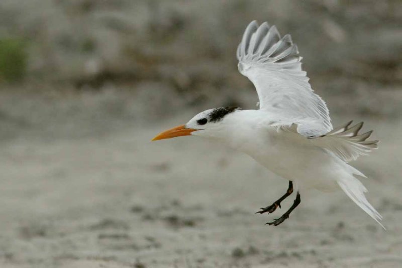IMG_6409 terns.jpg