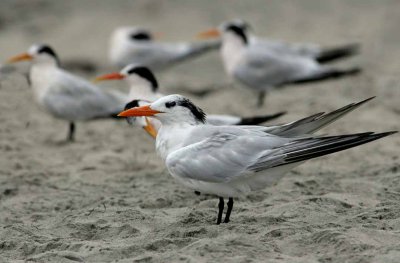 IMG_6337 terns.jpg