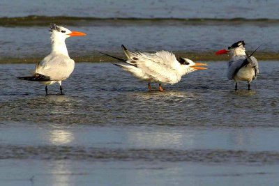 IMG_7370 terns.jpg