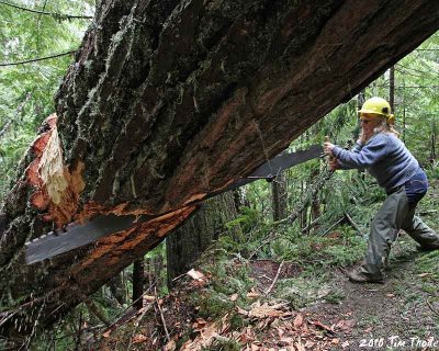 In use on a 4' log
