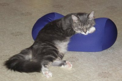 Puppy On His Pillow