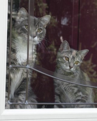 Wannabe Outdoor Kitties
