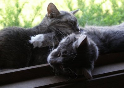 Snuggling In The Window