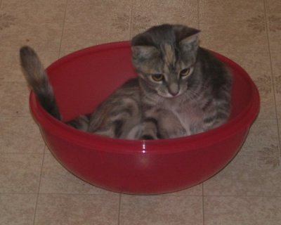 Bowl o' Kitty
