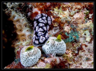 common Nudibranch, phyllidia pustulosa