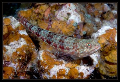 Lizardfish, any closer and I'm out of here...