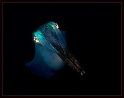 Glowing Squid, as curious about me as I was of him...