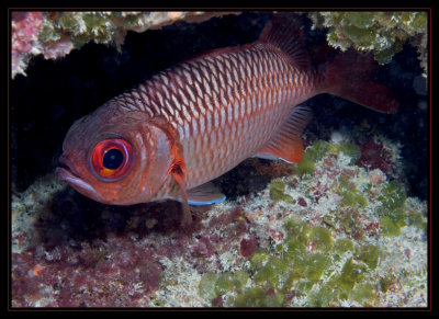Soldierfish, but not much of a soldier