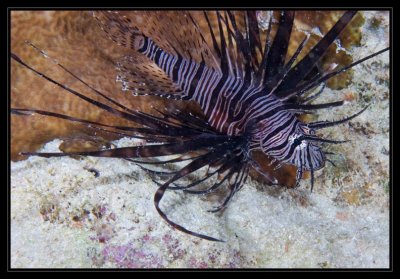Juvenile Lionfish, these guys always have their head in the corner, should be the time-out fish