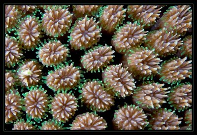 Coral Macro