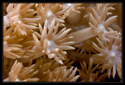 Polyps up close