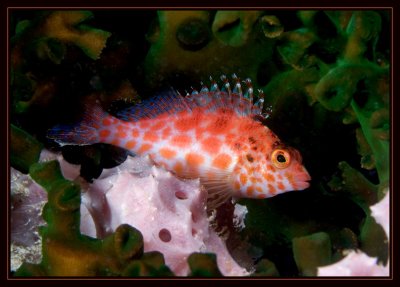 Pixy hawkfish, Cirrhitichthys oxycephalus