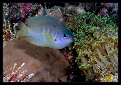 damselfish