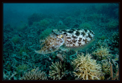 Susie literally dropped down on this cuttlefish at the start of our dive