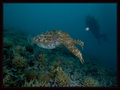 Cuttlefish with Susie in the background