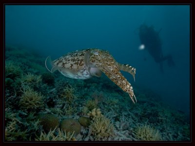 Cuttlefish with Susie in the background