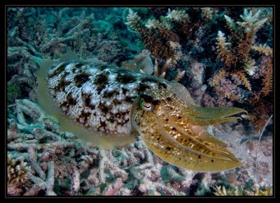 More Cuttlefish action