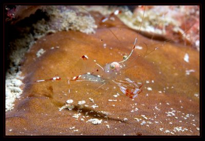 Little translucent shrimp