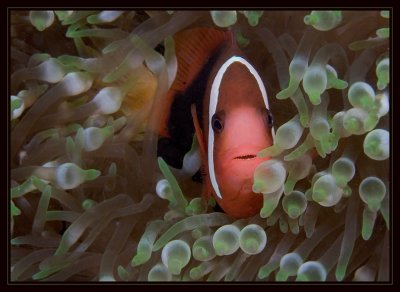 Tomato Anemonefish checking out the intruder to his world