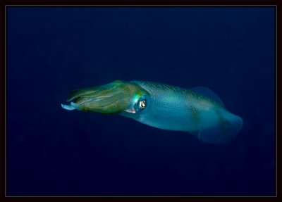 Squid at the end of a dive under the mooring rope