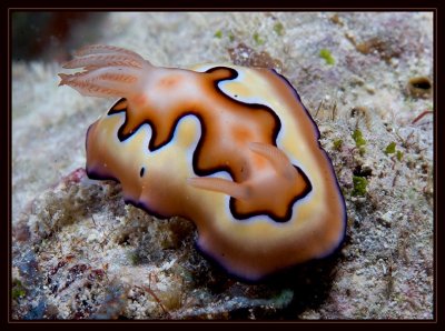 Chromodoris coi Nudibranch