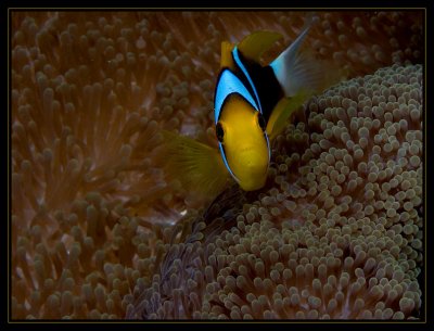 Orange-Finned Anemonefish, Amphiprion chrysopterus