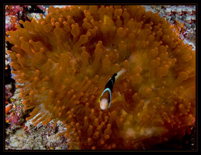 Unusual anemone w/anemonefish
