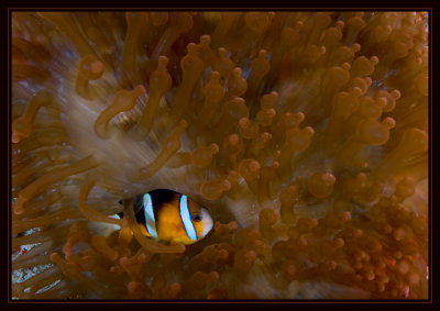 Orange-Finned Anemonefish