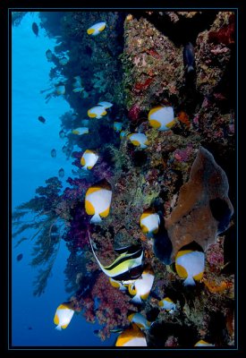 Life on the Wall...Pyramid Butterflyfish, Hemitaurichthys polylepis & a Moorish idol, Zanclus cornutus