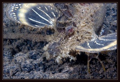 Spiny Devilfish with flared fins