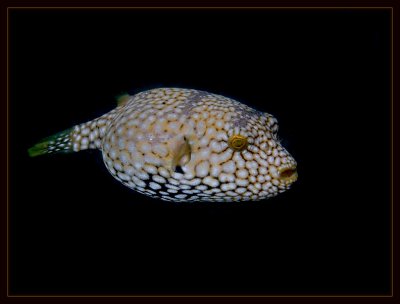Juvenile Puffer