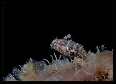 Blenny