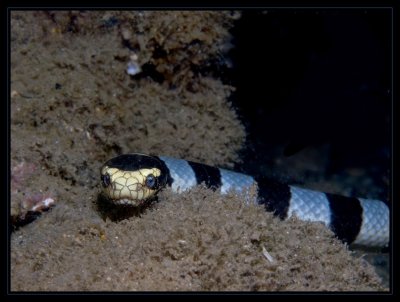 Staredown - usually docile, but extremely venomous sea snake, Laticauda colubrina