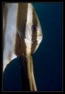 Juvenile Batfish